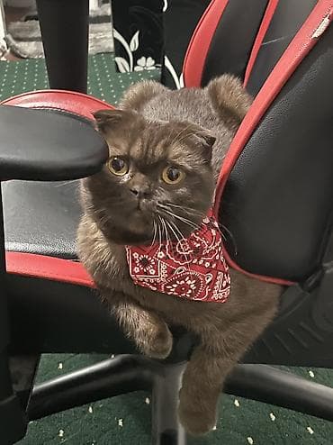 продается кошка: Шотландские котята приучены к лодку-привиты -с паспортом- родословные — 5