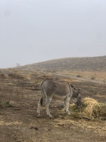 Аквариумы: Осёл (серо‑бурый, короткошёрстный) Описание: - Спокойный рабочий — 5