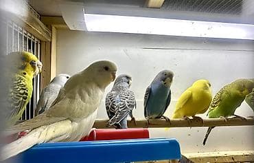 Животные: Попугайчики волнистые — пара - Вид: волнистые попугаи (Melopsittacus — 9