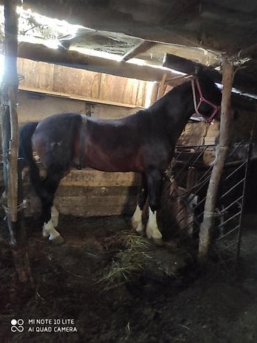 для лошади: Продаю | Конь (самец) — 2