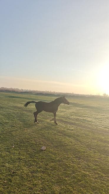 продаю кунан: Продаю | Конь (самец) — 4