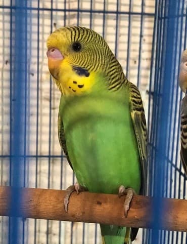 Птицы: Волнистые попугайчики хорошо приручаются к рукам и разговору — 1