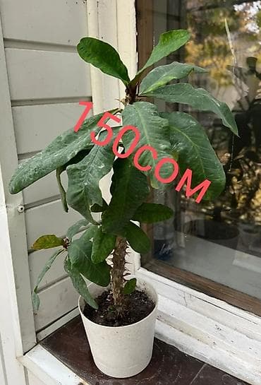 Промышленная химия: Цветы по самым низким ценам 1-Антуриум мужское счастье 4х летный в — 2