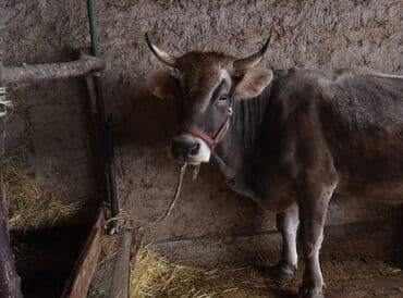 Услуги ветеринара: Продаю | Корова (самка) | Швицкая | Для молока | Стельные — 1