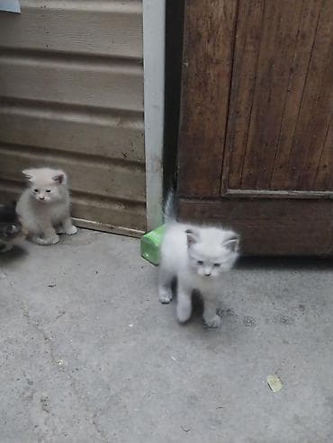 үй жаныбарлары: Отдам красивых котят в хорошие руки — 1