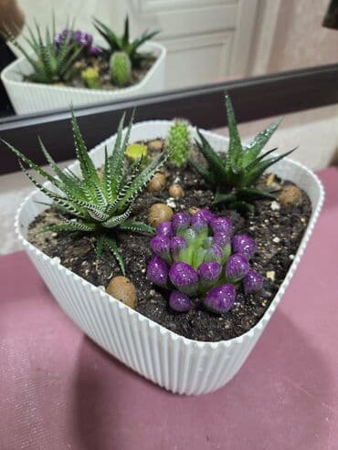 комнатные растение: Мини-композиция из суккулентов в кашпо. Состав: - Хавортии (несколько — 10