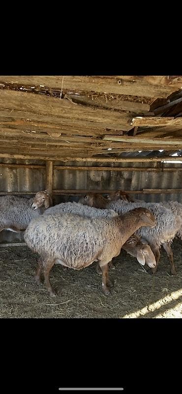 Продаю | Овца (самка) | Арашан | Для разведения | Матка