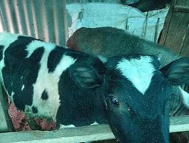 Индюки: Продаю | Тёлка | Полукровка | На откорм | Привязанные — 2