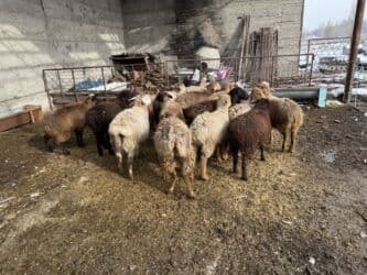 домик для кот: Сатам | Кочкор (эркек), Козу, Ургаачы кой (ургаачы) | Гиссар, Долан, Романовская | Көбөйтүү үчүн, Жүн үчүн, Союуга | Асыл тукумдуу, Козулаган, Бычылган — 2