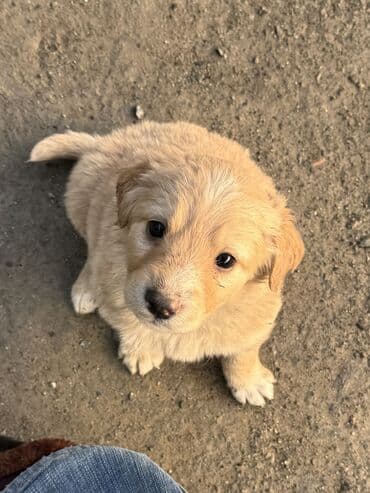 сколько стоит далматин: Щенята в добрые и заботливые руки Возраст — 1 месяц. Всего 6 — 1