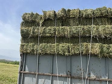 Беде сатыла 330доставка чоп прец зынк апарып жыйнап беребиз чекчейте