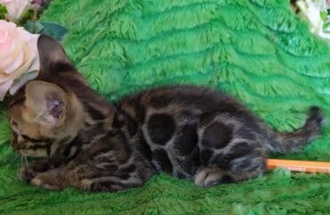 леопардовая кошка цена: Бенгальские котята !!! домашние. мини леопардики. Друзья у нас — 10