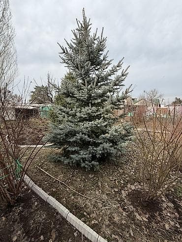 продаю подсолнечное масло: Срочно, в связи со стройкой продаем ели! Ель голубая (Picea pungens — 5