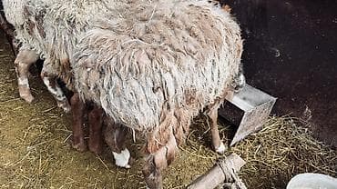 каракол животных: Продаю | Овца (самка), Ягненок, Баран (самец) | На забой, Для разведения — 1