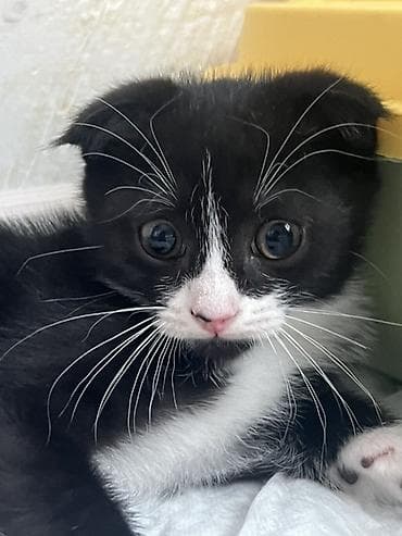 Животные: Котята домашние, короткошёрстные. Описание: -котятам 2 месяца - — 2