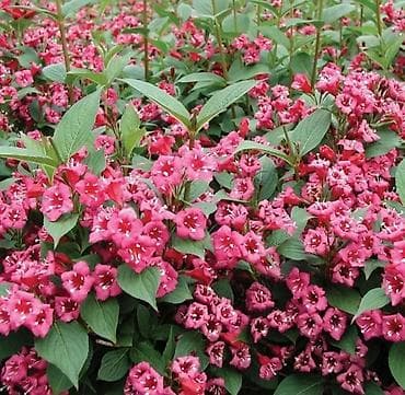 дерево сакура: Вейгела цветущая (Weigela florida) декоративный кустарник с яркими — 1