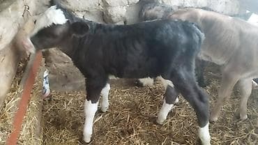 коровы симентал: Продаю | Тёлка | Полукровка | На откорм — 4