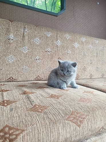 рыжая сибирская кошка: Последний котенок остался!!! Шотландский питомник — 4