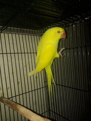 где купить инкубационное яйцо породистых кур: Ожиреловые попугаи хорошо учатся говорить и приручаются к рукам. А так — 11