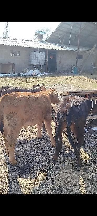 Продаю | Тёлка | На откорм | Привязанные