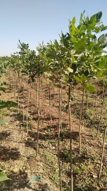 саженцы живой изгороди купить: Көчөттөр дарактардын: Клёндор — 9