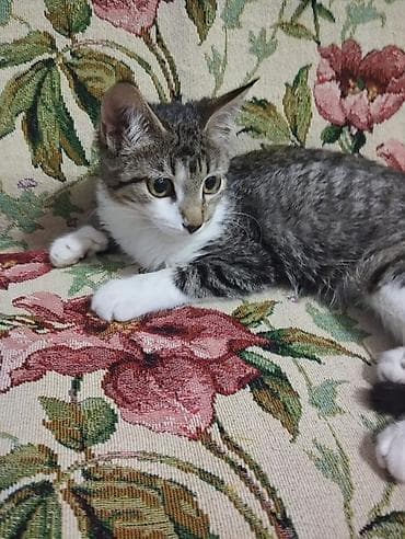 scottish fold: Отдам котенка в добрые руки,очень ласковый,чистый,милый котенок.Знает — 1