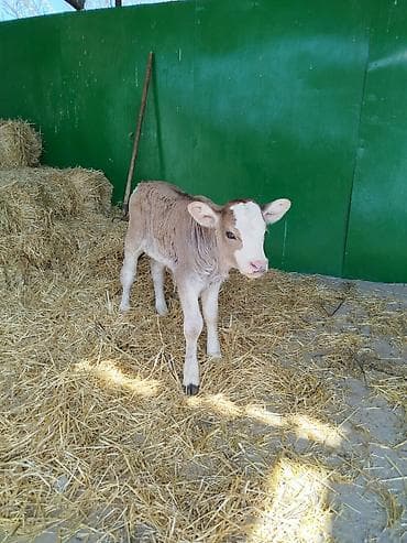 откорм база: Продаю | Бык (самец) | Для разведения | Искусственник — 7