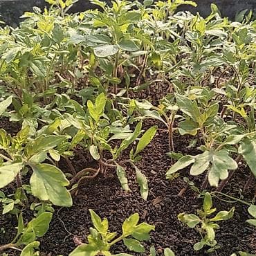 цены на мясо в кыргызстане: Рассада — 2