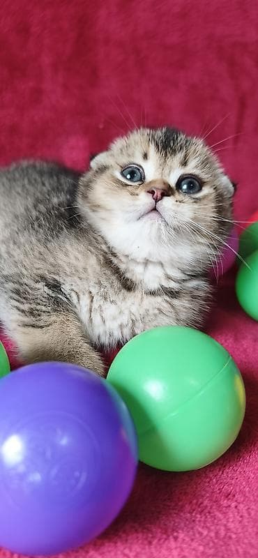 вислоухая кошка: Скотиш Фолд (Шотландская вислоухая), 2 месяца, Мальчик — 7