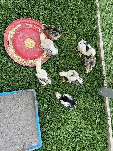 кормовые добавки: Продаю | Цыплята | Для разведения — 2