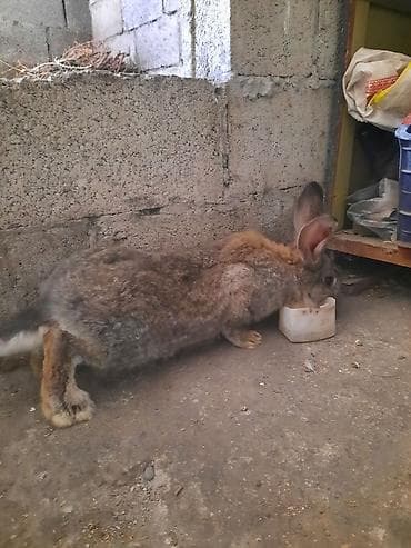 кролик французский баран: Продаю | Кролик самец | Фландр | Для разведения | Племенные — 4