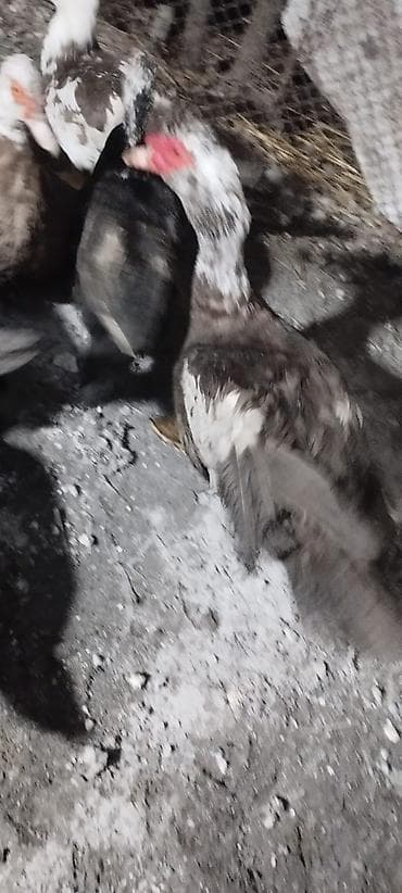 Индоутки (мускусные утки) - Порода: мускусная (индоутка) — 4