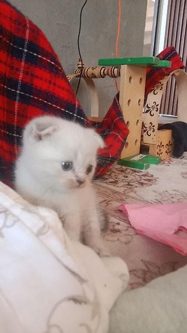 сөөл жан: Котёнок с короткой плюшевой бело вислоуха котёнка шерстью иБольшие — 1