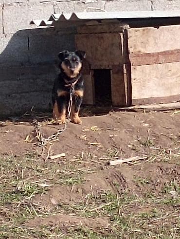 купить собаку шпица недорого: Собака дворняжка среднего размера (примерно 35–40 см в холке). Окрас — 1