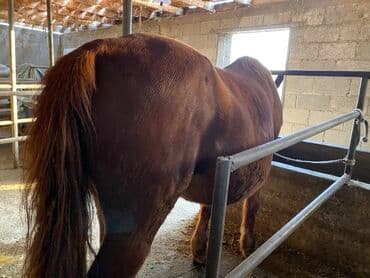 мейн кун бишкек питомник lyubushka купить котенка цена: Продаю | Кобыла (самка) | На забой, Для разведения, Для молока — 1