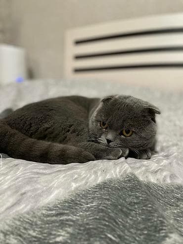 британские плюшевые котята: Скотиш Фолд (Шотландская вислоухая), 1 год, Мальчик, Голубой — 1