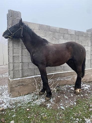 цыплята простые: Продаю | Конь (самец) | Полукровка | Конный спорт — 4