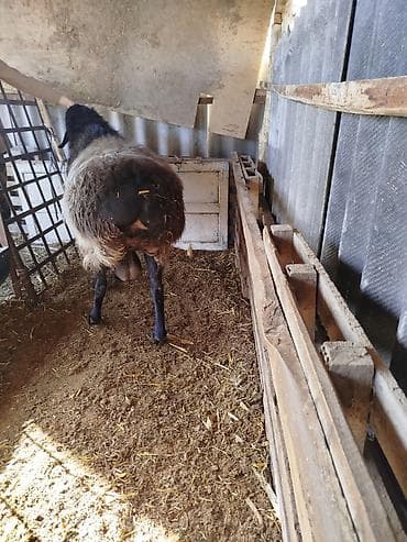 Продаю | Баран (самец) | Арашан | Для разведения