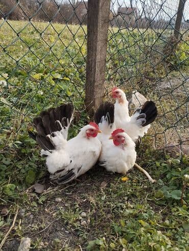 попугай ара бишкек: Продаются шабо — 5