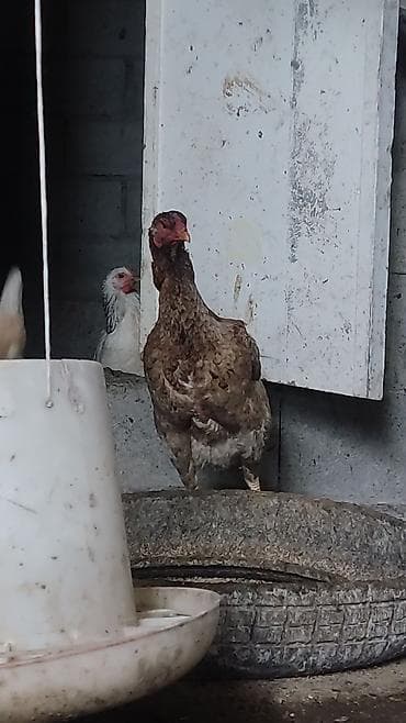 Үй жаныбарлары: Сатам | Тооктор | Тебиштирүүчү | Көбөйтүү үчүн — 4