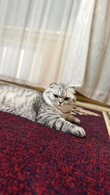Шотландская вислоухая кошка (Scottish Fold) - Окрас: серебристый — 2