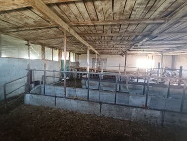 дом в районе кызыл аскер: Продаю Кошара, 600 соток, Действующий, С оборудованием, Электричество, Скважина — 4