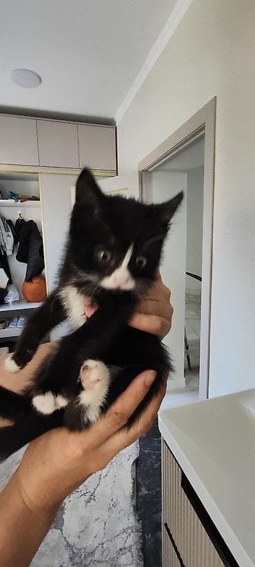 где можно купить кошку в бишкеке: Отдам котёнка в добрые руки 🐾 Девочка, 3 месяца. Очень умная, ласковая — 6