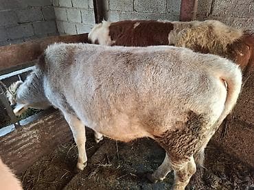 бука бычки: Продаю | Тёлка | На откорм — 2