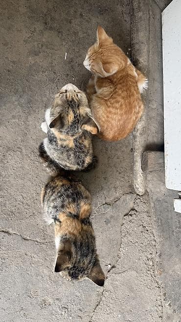 Отдам в хорошие руки котят и щенят 4 котенка: родились 8 марта Две lalafo.kg да Отдам в хорошие руки котят и щенят 4 котенка: родились 8 марта Две