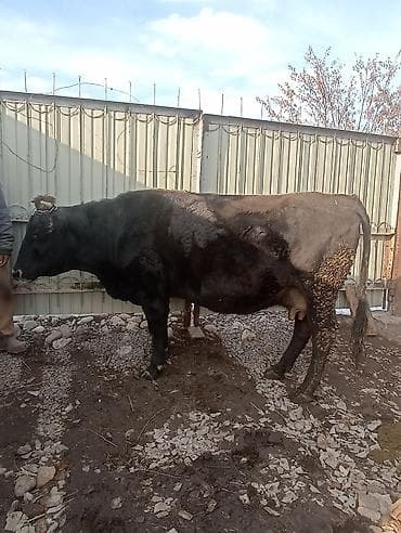 кошки шотланские: Продаю | Корова (самка) | Для молока | Привязанные — 1