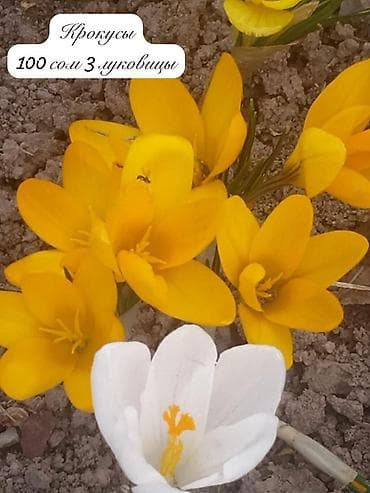 подснежник: Галантус Оптом (от 20 шт и более): нецветущая луковица большая 20 сом — 2