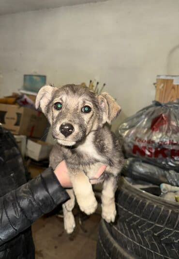 породистые щенки даром: Щенки метисы, возраст ориентировочно 2–3 месяца. Компактные, с — 1