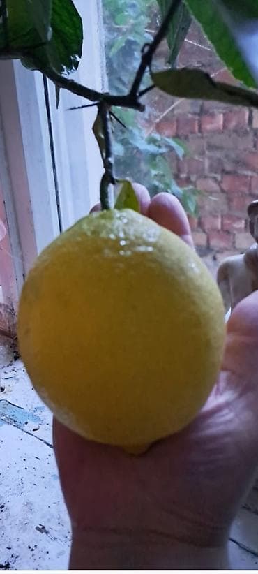 Лимондор: Продаю два лимонных дерева
Возраст 5 лет
Сорт юбилейный — 3