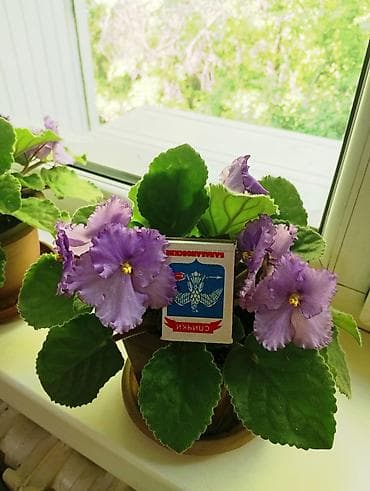 Сенполия (узамбарская фиалка), с махровыми волнистыми цветами
